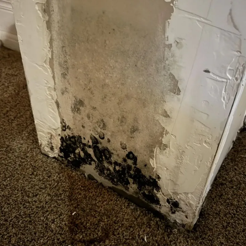 Professional Mold Removal in Olivet, TN